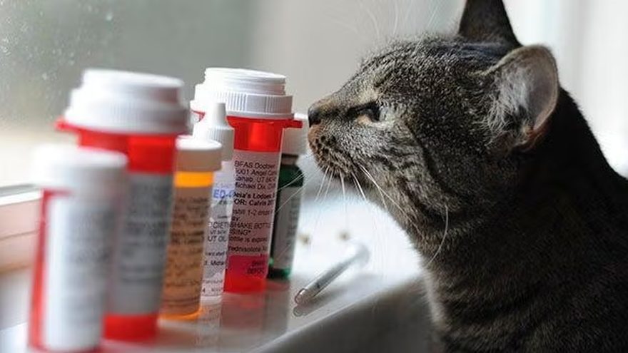 A tabby cat sitting beside a row of prescription medication bottles on a windowsill